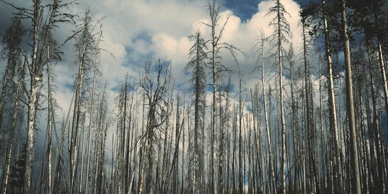 商业资讯是什么？企业家服务、市场分析与华商网365的价值解析