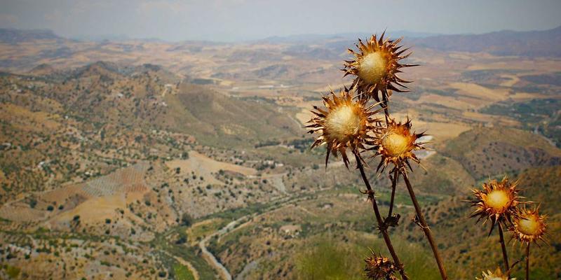 市场分析实战指南：如何借助华商网365等企业家服务驱动商业决策